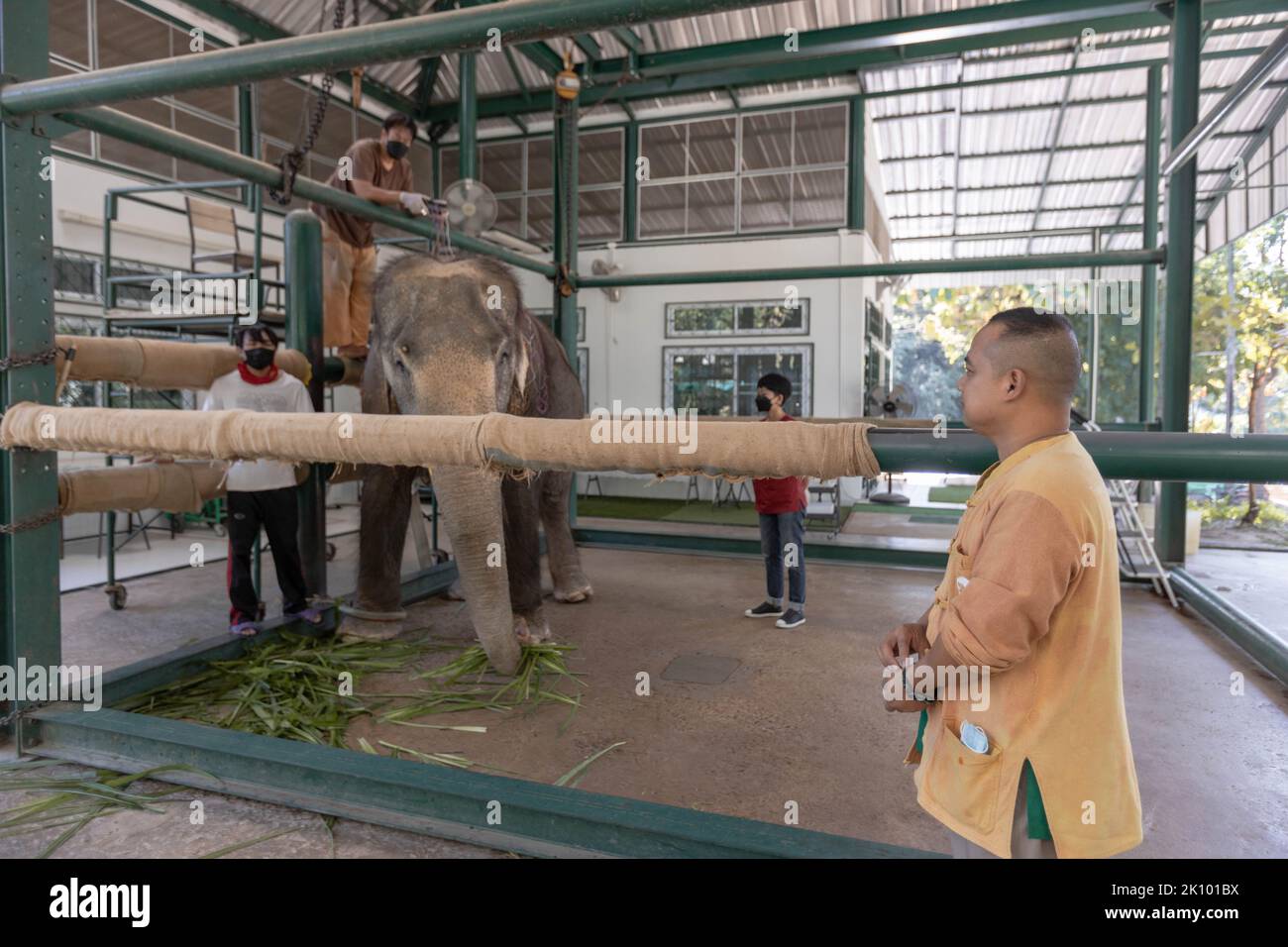 Elephant Chand Nuan receives electroacupuncture treatment at the friends of the Asian Elephant hospital. The Friends of the Asian Elephant hospital, in northern Thailand, is the first elephant hospital in the world. Since 1993 it has treated elephants with ailments ranging from eye infections to landmine injuries. (Photo by Ana Norman Bermudez / SOPA Images/Sipa USA) Stock Photo
