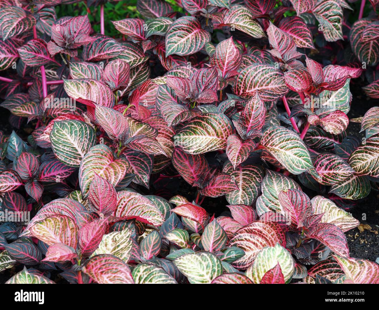 Bright variegated leaves of the nerve plant, Fittonia albivenis Stock Photo