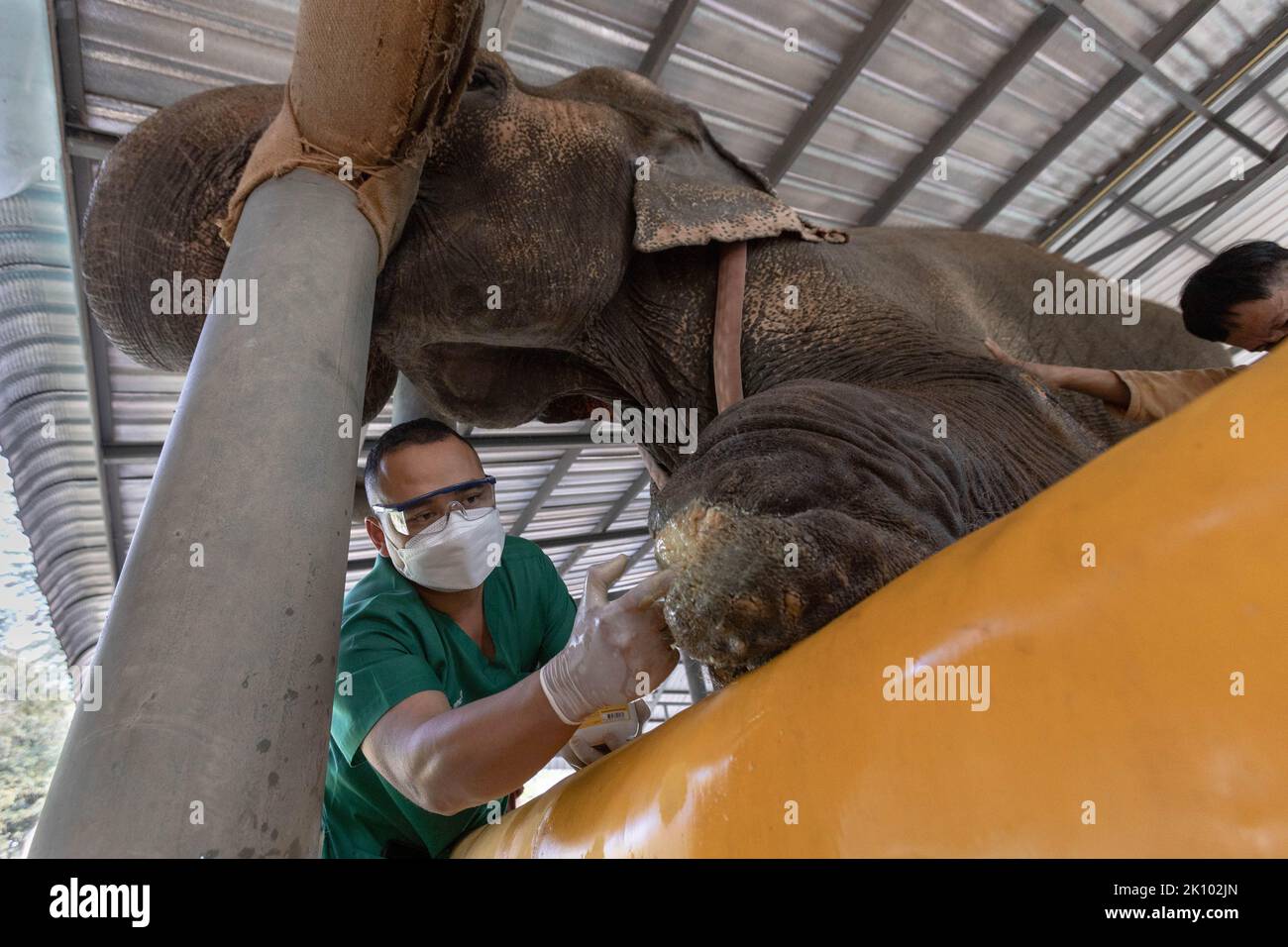 Lampang, Thailand. 12th Jan, 2022. Veterinary doctor treats leg wound on Motala, an elephant with landmine injuries at the Friends of the Asian Elephant hospital. The Friends of the Asian Elephant hospital, in northern Thailand, is the first elephant hospital in the world. Since 1993 it has treated elephants with ailments ranging from eye infections to landmine injuries. (Credit Image: © Ana Norman Bermudez/SOPA Images via ZUMA Press Wire) Stock Photo