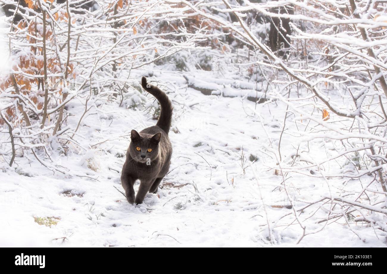 A chartreux cat running in the snowy winter forest Stock Photo