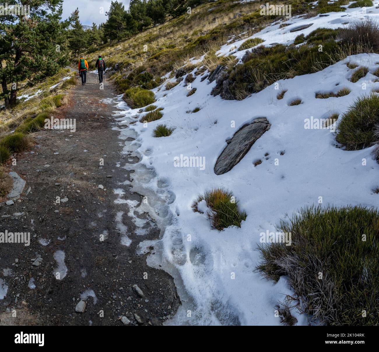 snowy path between pines in Sierra Nevada in the pine forest that is