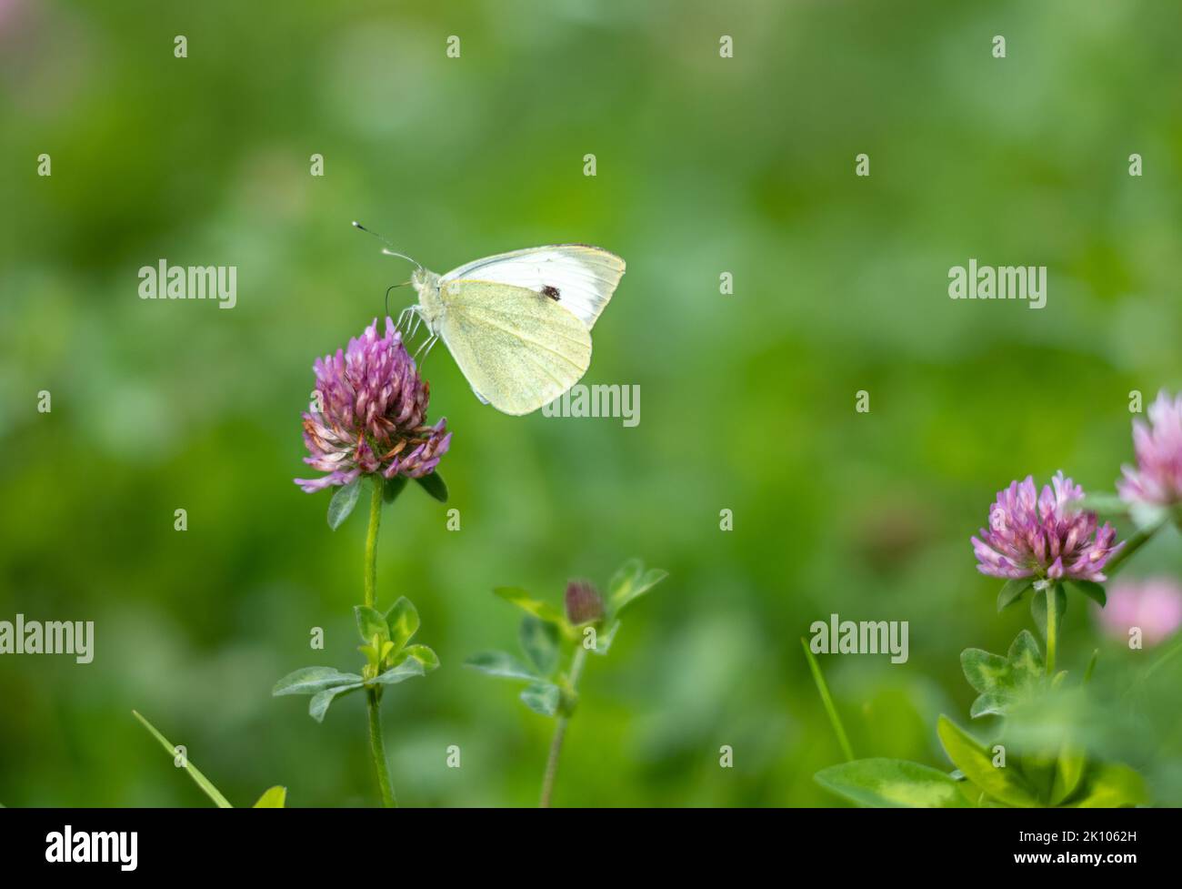 A cabbage white butterfly (Pieris rapae) feeds on nectar from a red clover (Trifolium pratense) flower in the South Downs National Park, West Sussex, Stock Photo