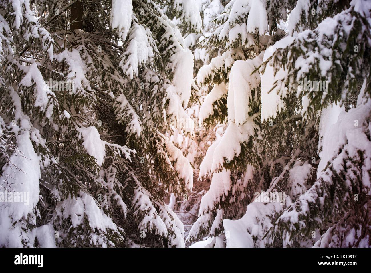 Spruce trees covered with snow in the forest Stock Photo
