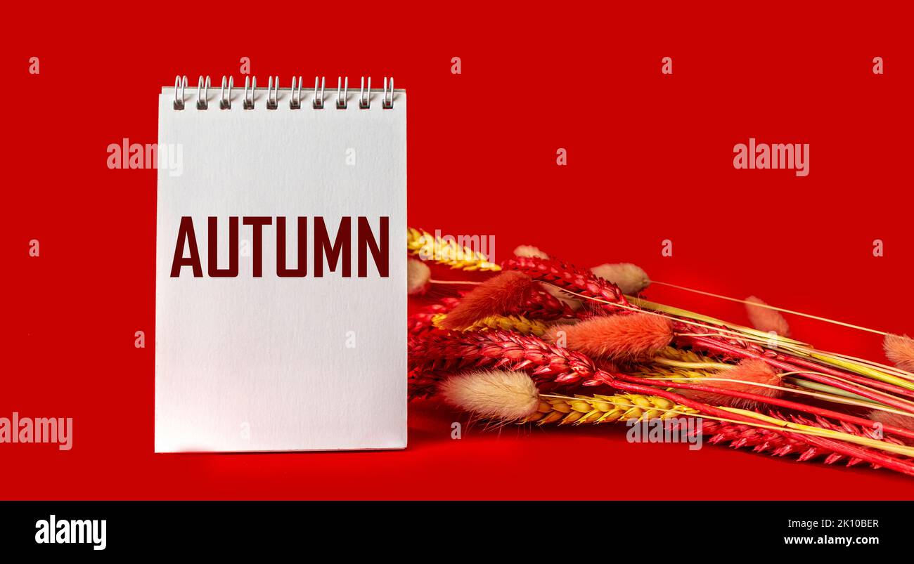 Word Autumn on notepad and red background with ears of wheat, creative autumn design Stock Photo