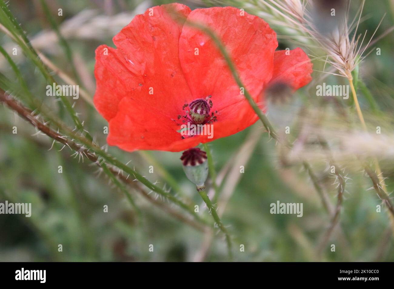 Red poppy's photo. Summer scene in Nature. Wildflowers close-up. Ripe wheat. Stamen and pistil. Industrial plant. Agricultural field. Organic plants. Stock Photo