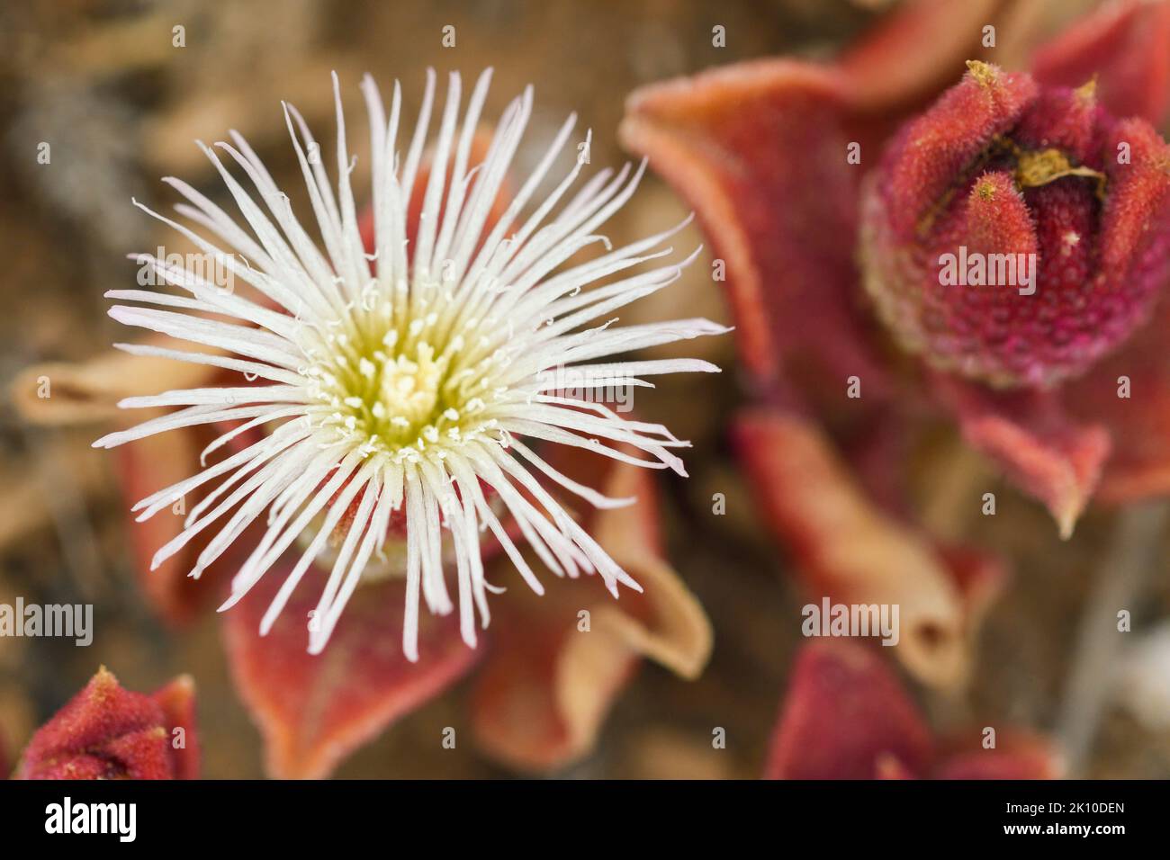 closeup of mesembryanthemum crystallinum Stock Photo