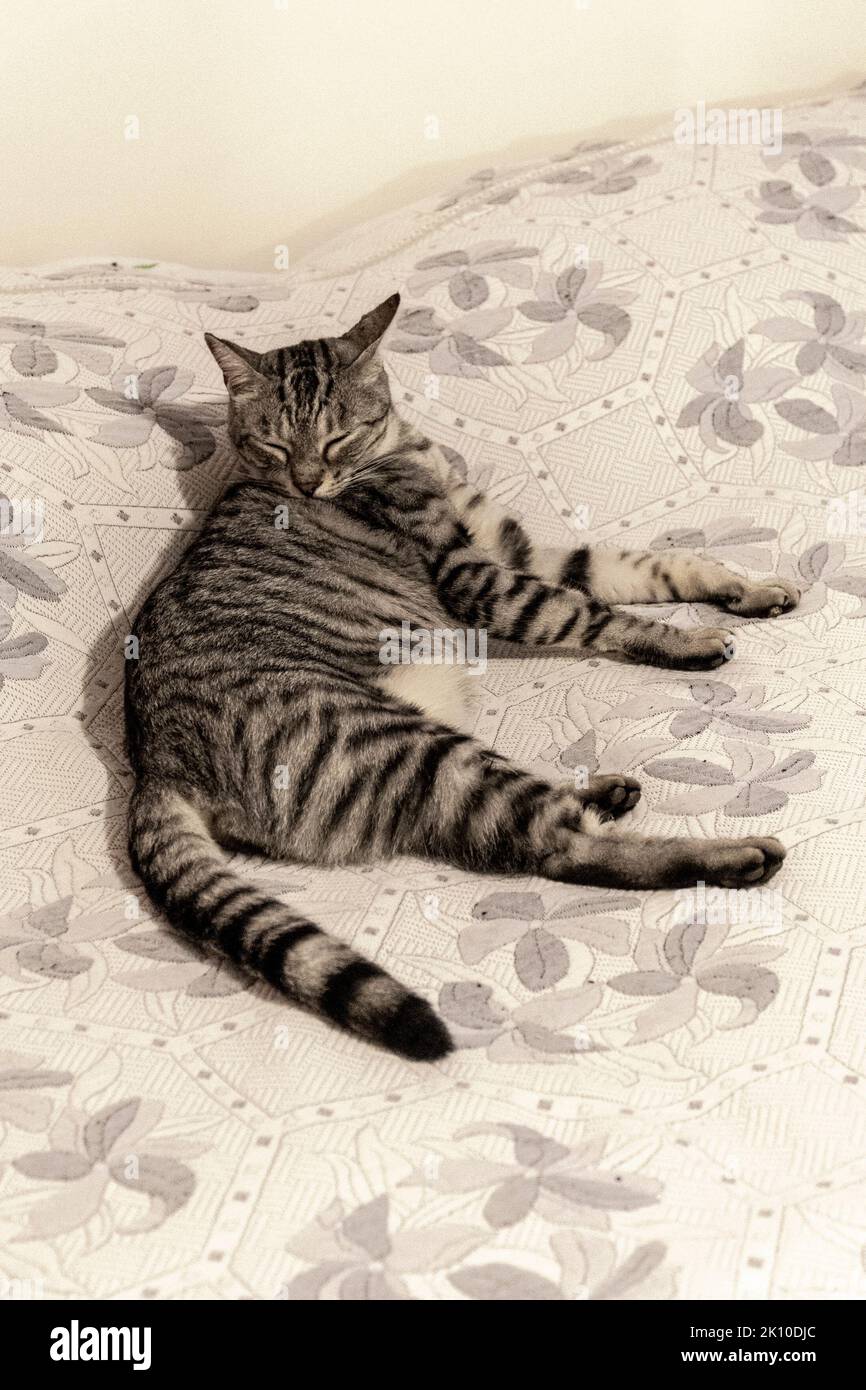 Image showcasing Domestic cat doing grooming on the bed at home Stock Photo - Alamy