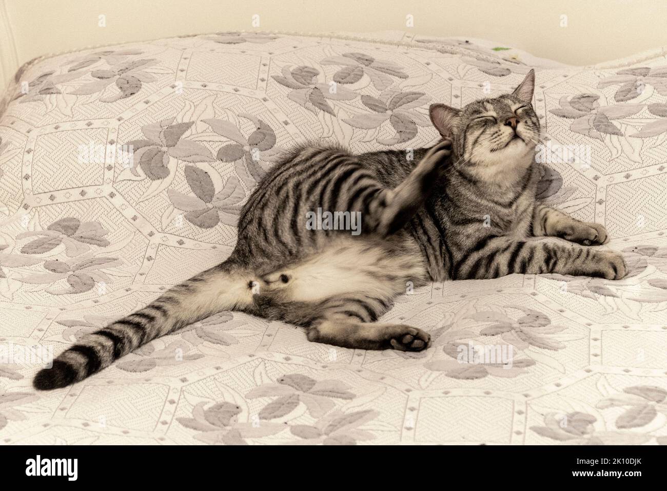 Domestic cat doing grooming on the bed at home Stock Photo - Alamy - Cat Grooming At Home For Pregnant Cat
