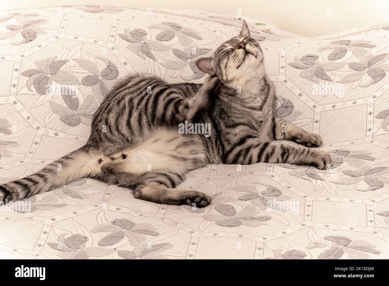 Stunning Cat Grooming At Home For Pregnant Cat image