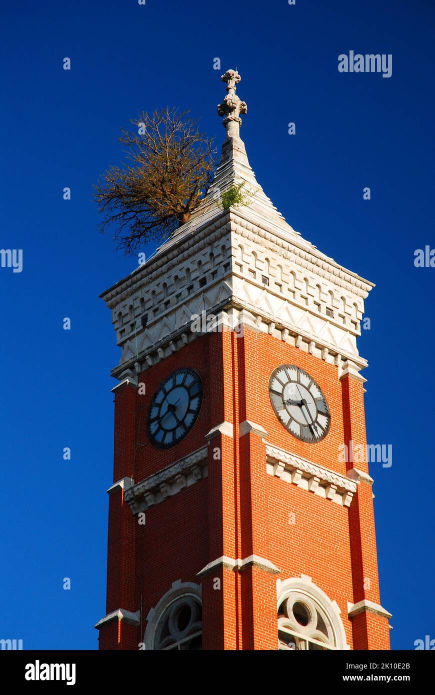 The Decatur County Courthouse in Greensburg, Indiana has become famous for the live tree that grows in the top of the Tower Stock Photo