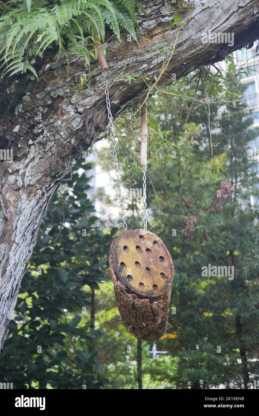 a bee hotel, Insect hotel on the tree  Stock Photo
