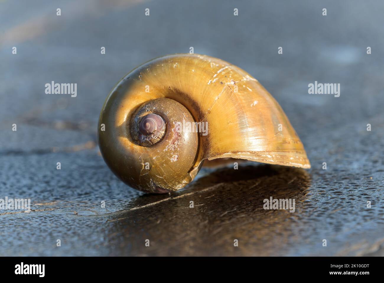 apple snail, Ampullariidae species, shell resting on table, Pantanal, Brazil Stock Photo