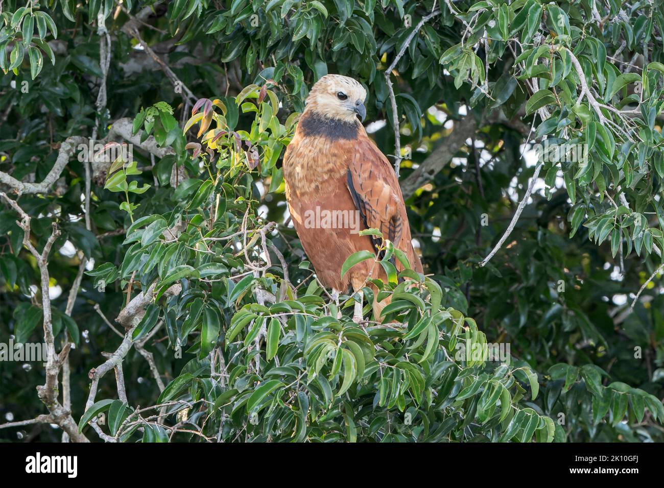 black-collared hawk, Busarellus nigricollis, single adult perched in tree, Pantanal, Brazil Stock Photo