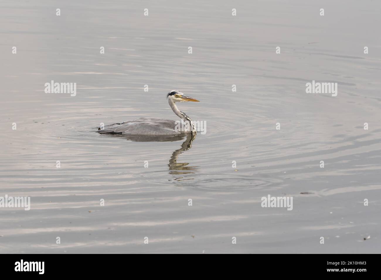 Swimming Grey Heron (Ardea cinerea) Stock Photo