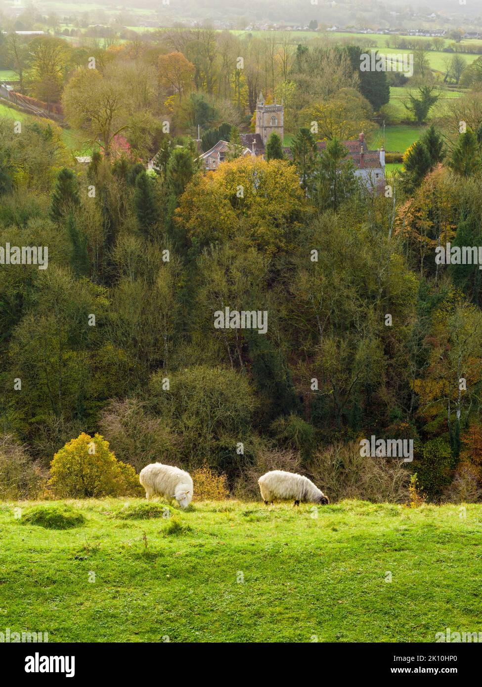 Sheep on the ramparts of Dolebury Warren hill fort with the village of Rowberrow beyond in the Mendip Hills, Somerset, England. Stock Photo