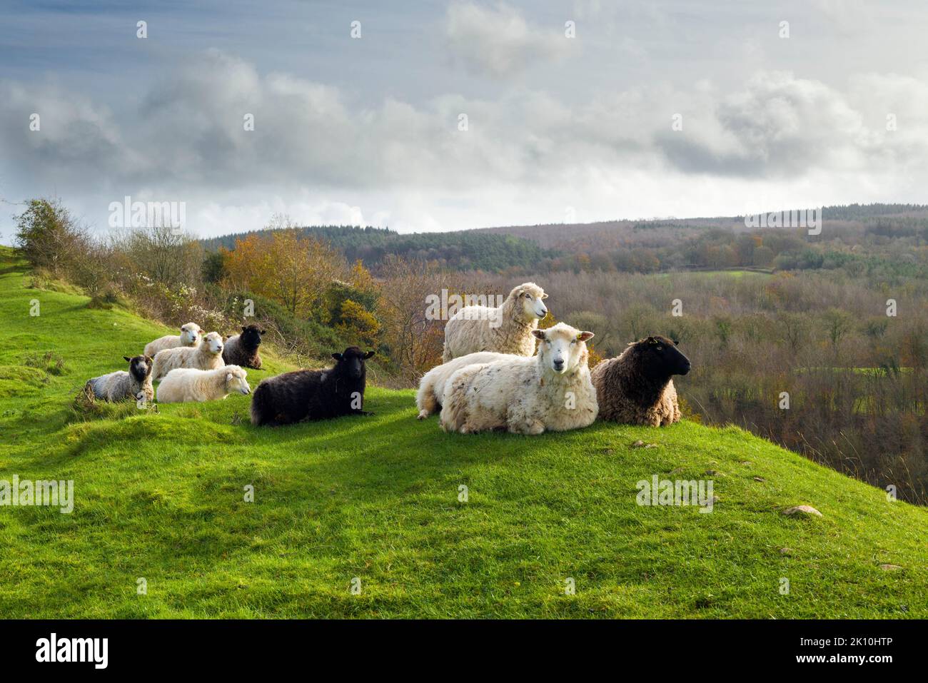 Sheep on the ramparts at Dolebury Warren hill fort in the Mendip Hills Area of Outstanding Natural Beauty, North Somerset, England. Stock Photo