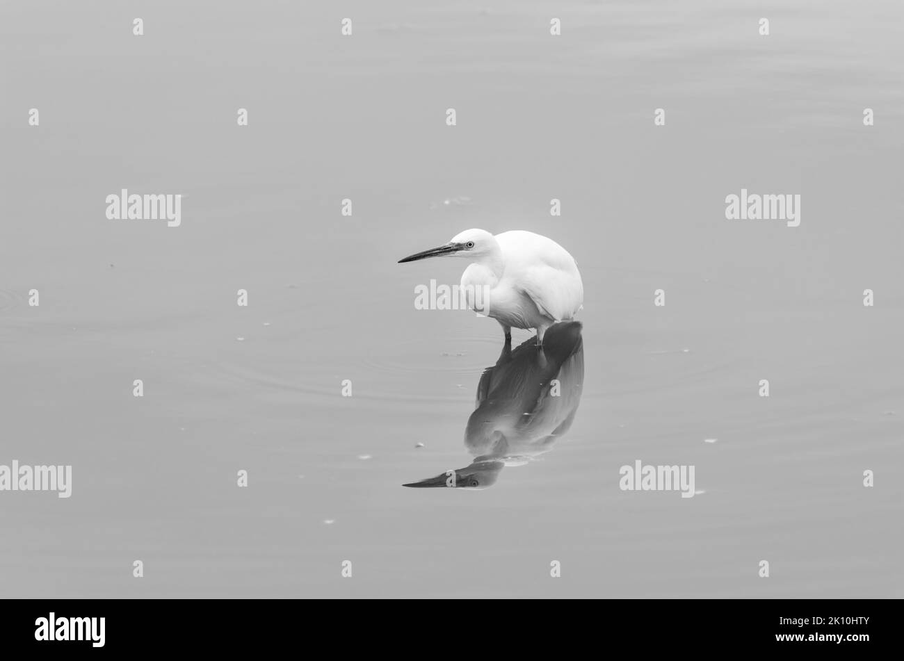 Black and white shot of a Little Egret (Egretta garzetta) Stock Photo