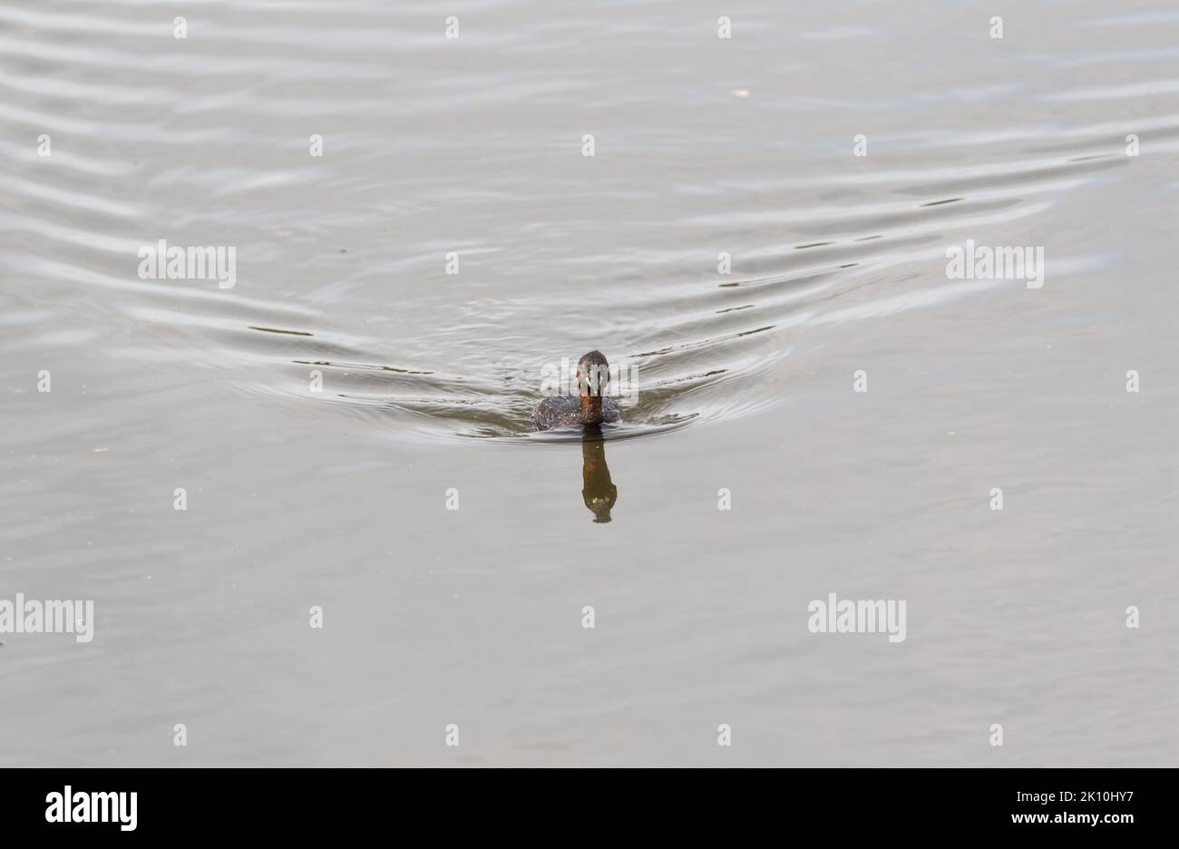 Swimming Little Grebe (Tachybaptus ruficollis) Stock Photo