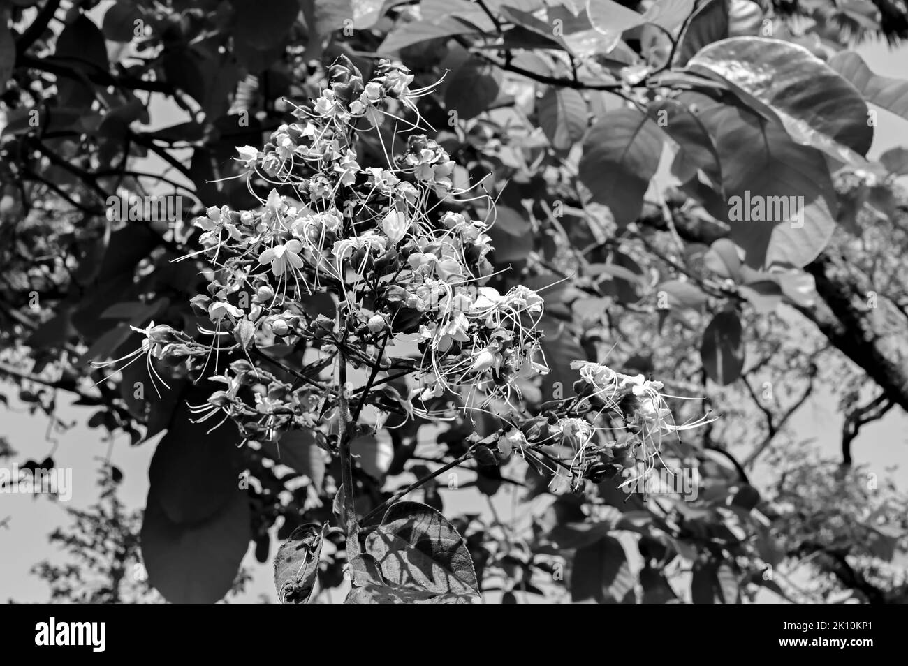 Black and white flowers and plants against natural background Stock