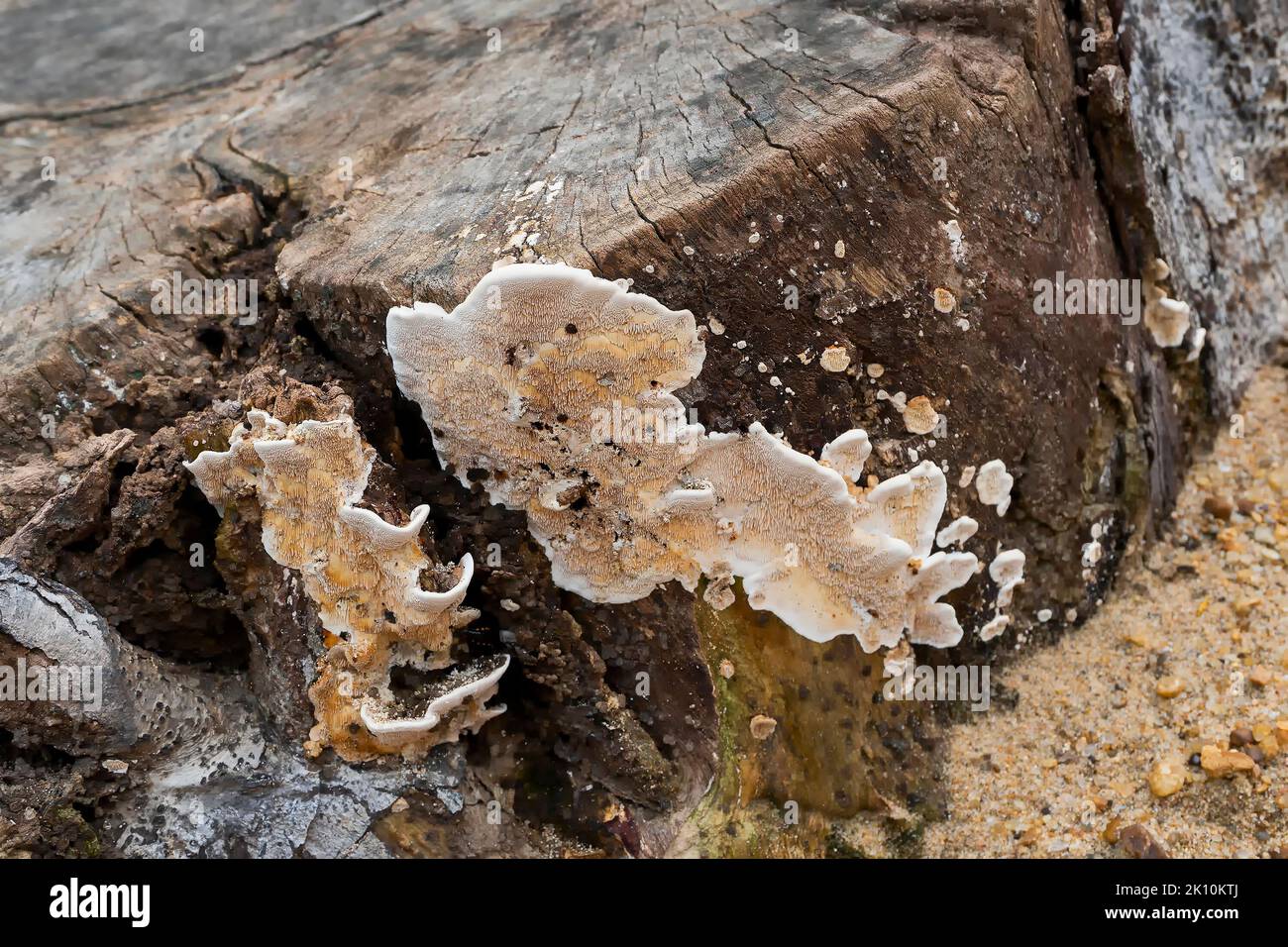 Polyporous fungus, a common fungus on old tree trunk. Howrah, West Bengal, India. Stock Photo