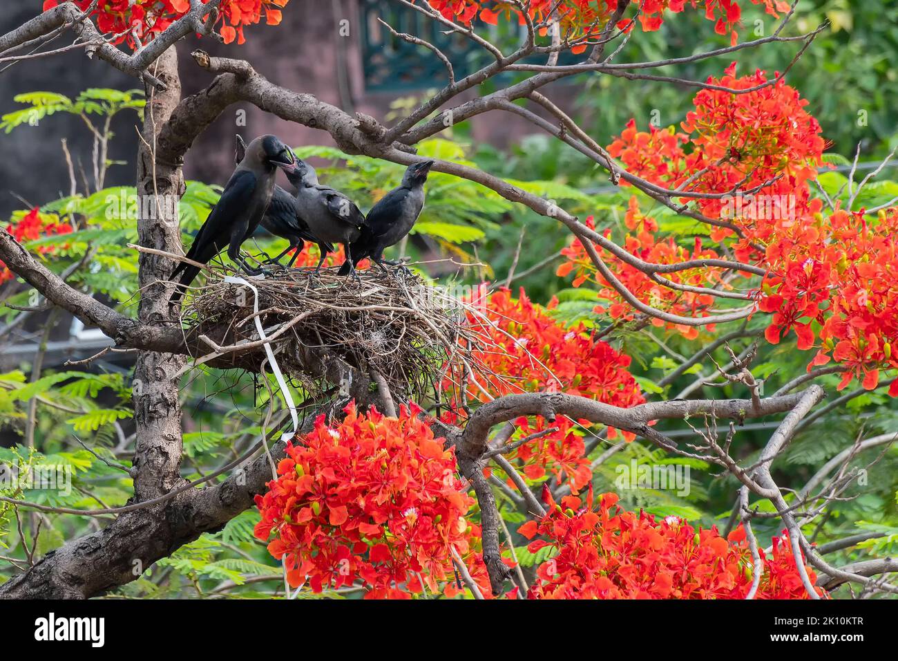 Mother House crow (Corvus splendens) bird feeding baby and juvenile