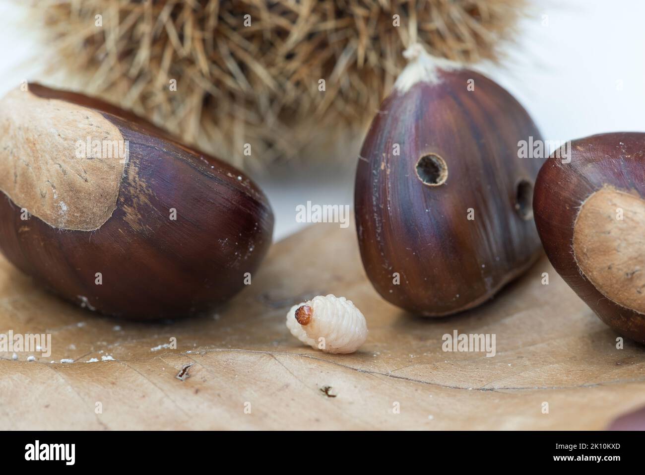 Chestnuts with maggot. European species, sweet chestnuts (Castanea sativa) Stock Photo