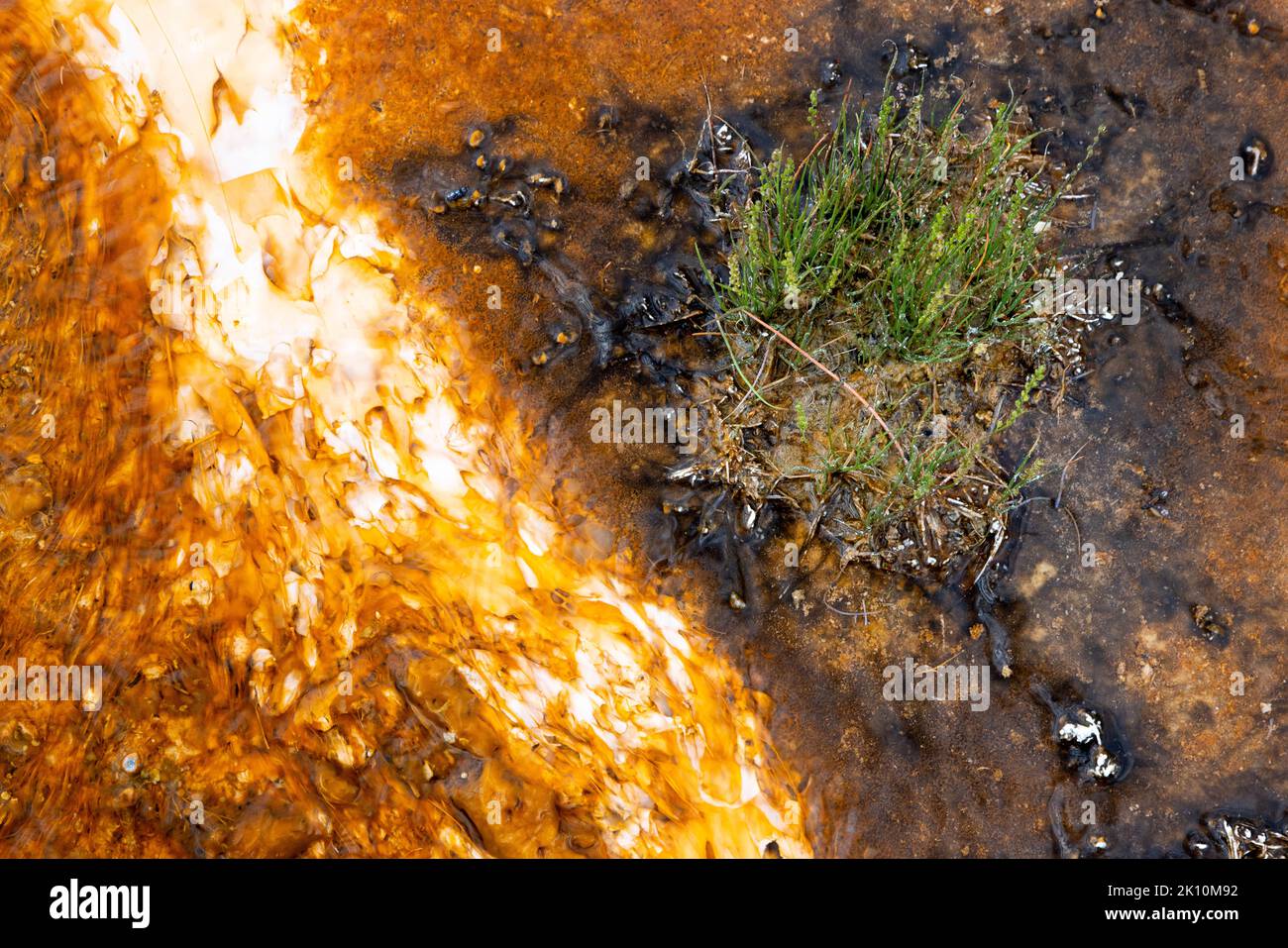 Thermophiles and grasses growing in the runoff from Rainbow Pool in the Black Sand Basin. Yellowstone National Park, Wyoming Stock Photo