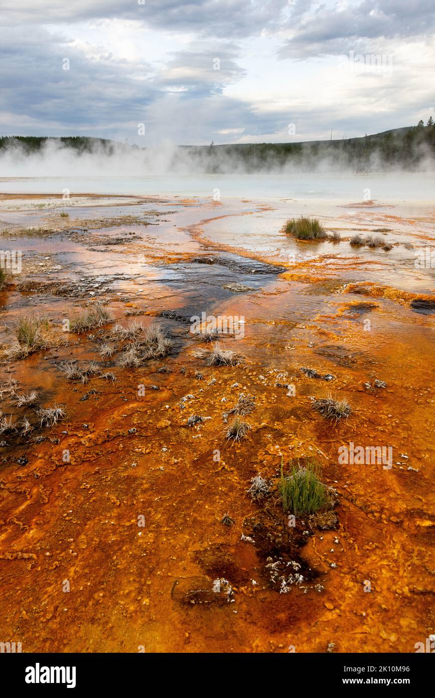 Small bunches of grass growing in the heated runoff from Rainbow Pool in the Black Sand Basin. Yellowstone National Park, Wyoming Stock Photo