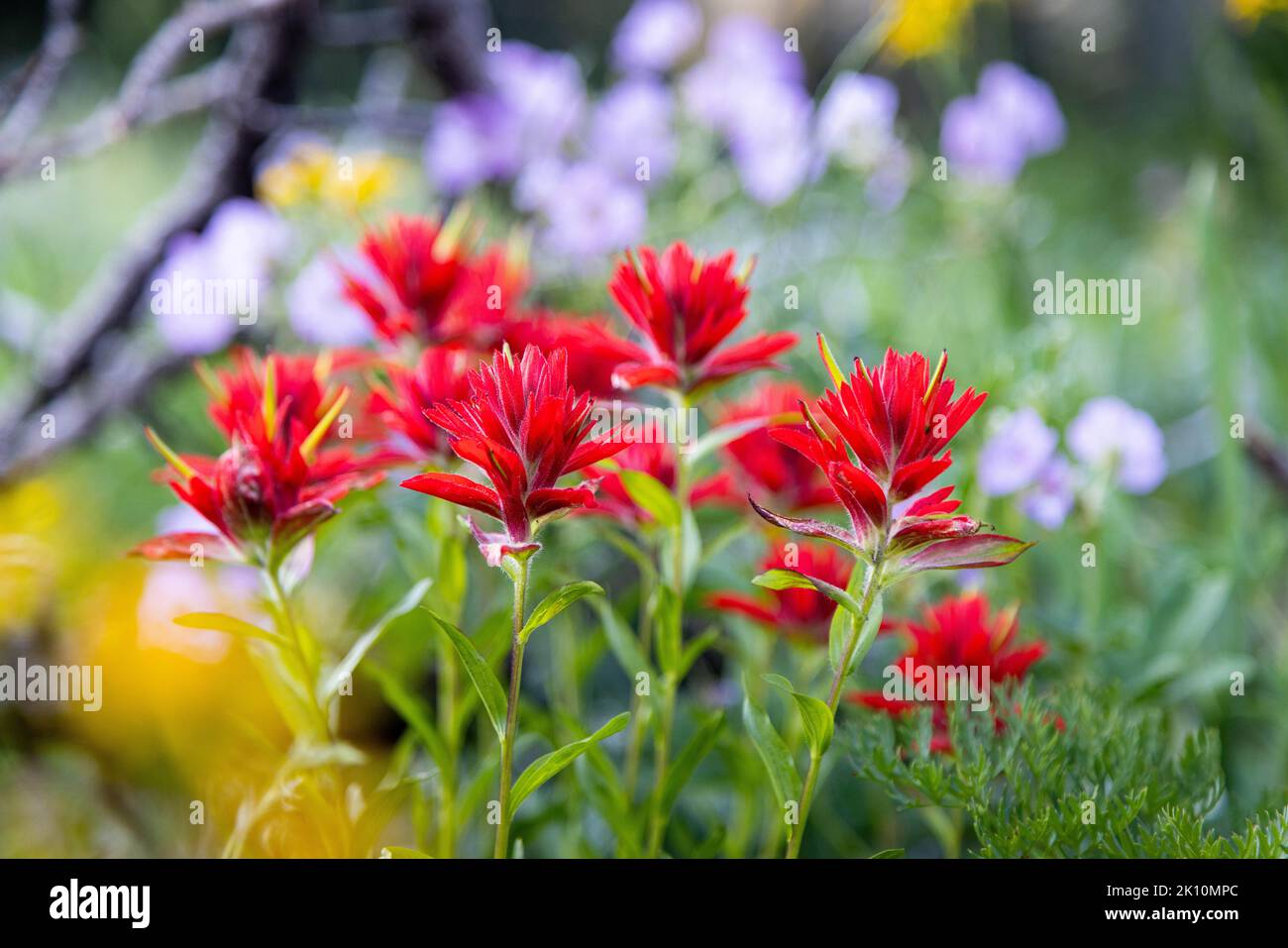 Indian paintbrush wildflowers blooming with showy daisies and other