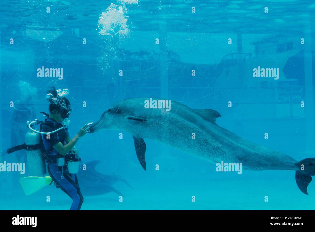 Dolphin feeding in a water tank Stock Photo