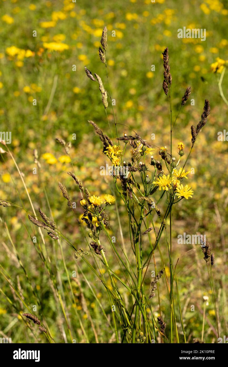 Yellow chalk downs flower, Common Ragwort, Jacobaea vulgaris (?), close ...