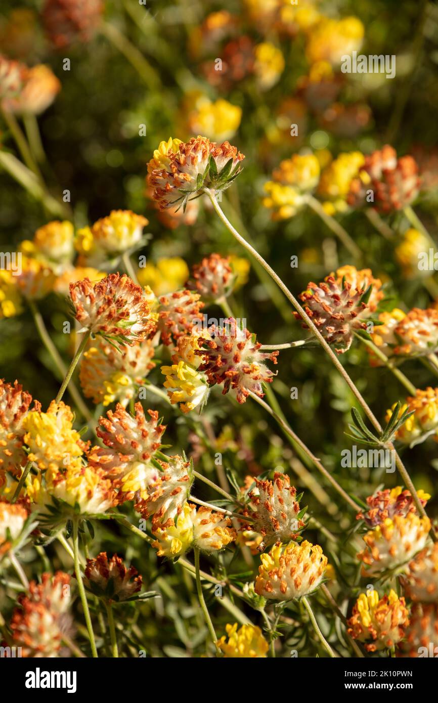Drying seedbeds on mass of Anthyllis vulneraria, common kidneyvetch, kidney vetch, woundwort, on chalk downlands in Surrey, England Stock Photo