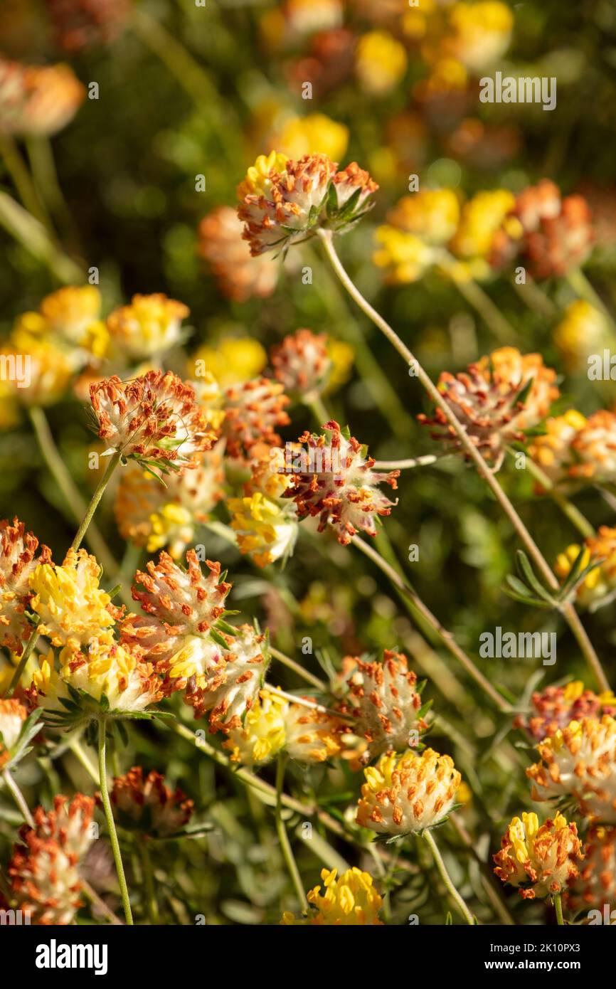 Drying seedbeds on mass of Anthyllis vulneraria, common kidneyvetch, kidney vetch, woundwort, on chalk downlands in Surrey, England Stock Photo