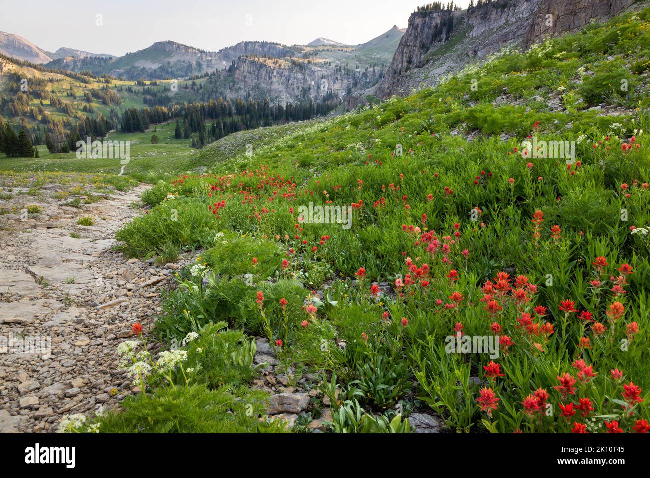 Indian paintbrush wildflowers blooming along the Teton Crest Trail as it descends into Granite