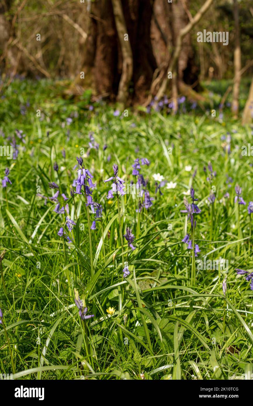 Natural environmental portrait of common Bluebells in an English woodland landscape setting Stock Photo