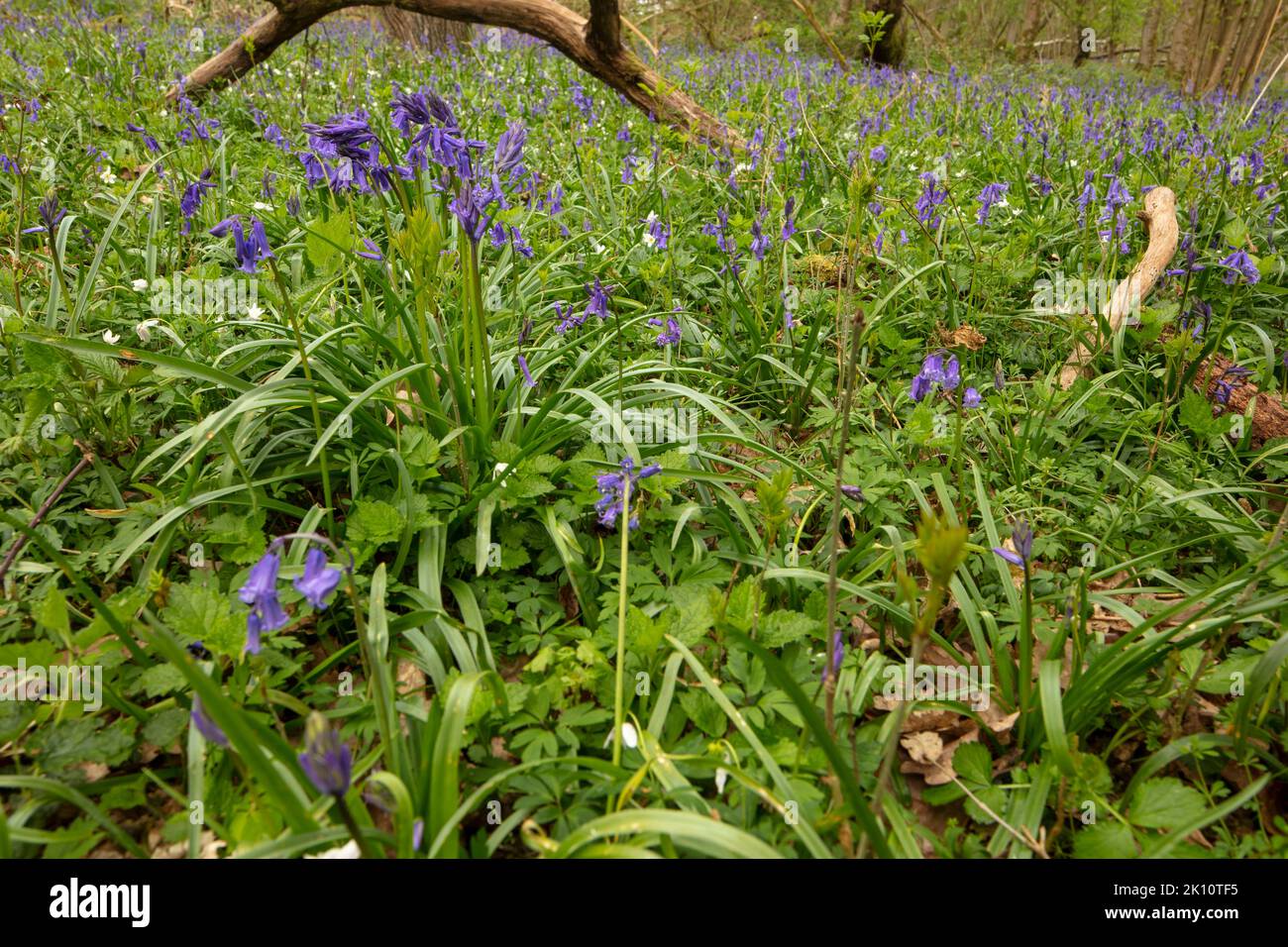 Natural environmental portrait of common Bluebells in an English woodland landscape setting Stock Photo