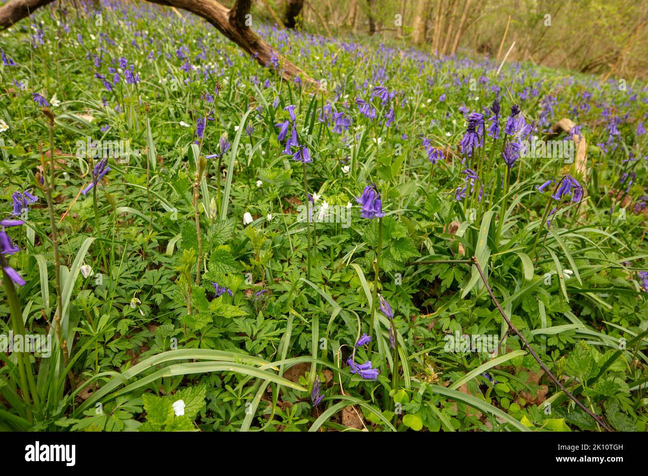 Natural environmental portrait of common Bluebells in an English woodland landscape setting Stock Photo