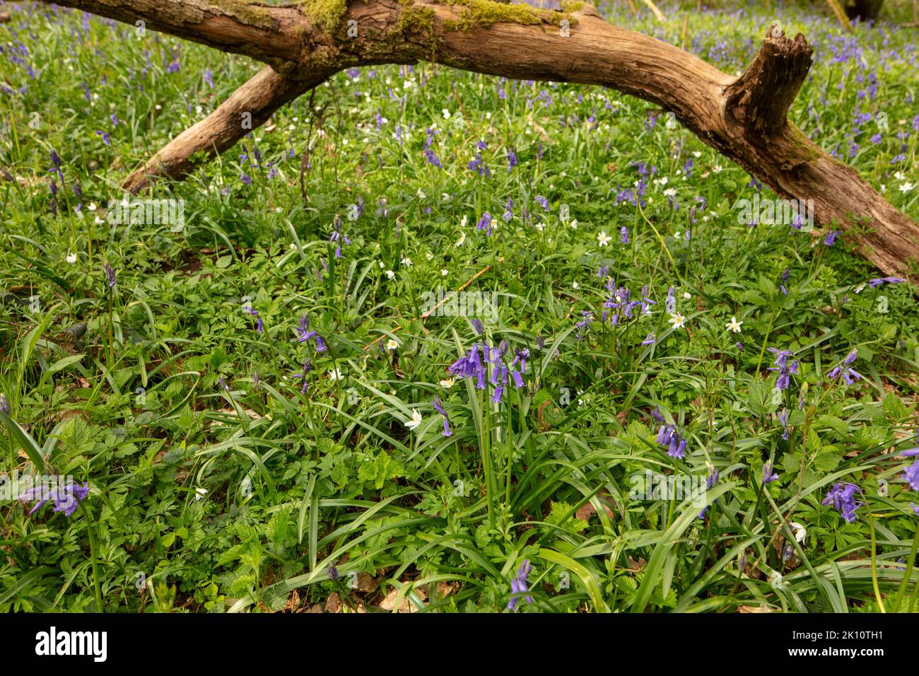 Natural environmental portrait of common Bluebells in an English woodland landscape setting Stock Photo