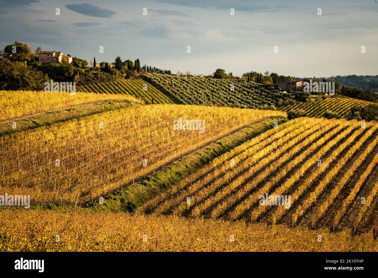 Autumn colors of the Chianti vineyards, Italy Stock Photo