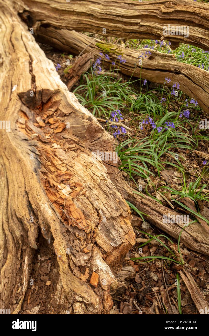 Natural environmental portrait of common Bluebells in an English woodland landscape setting Stock Photo