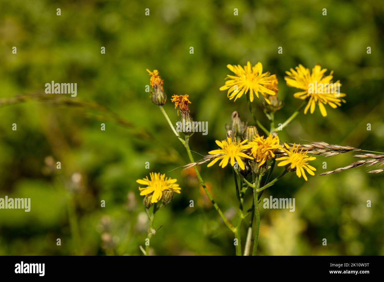 Yellow chalk downs flower, Common Ragwort, Jacobaea vulgaris (?), close ...