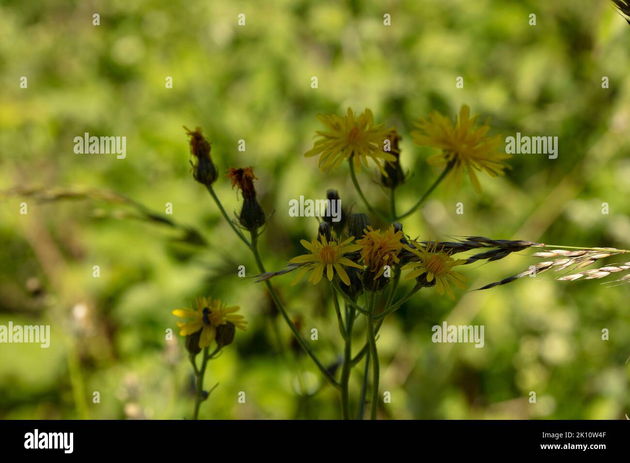 Yellow chalk downs flower, Common Ragwort, Jacobaea vulgaris (?), close ...