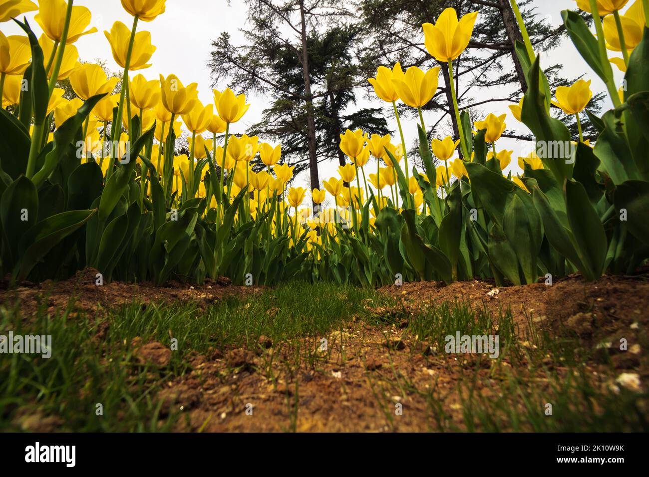 Yellow tulip bed in the public park. Tulips from below in wide angle view. Spring blossom concept. Stock Photo