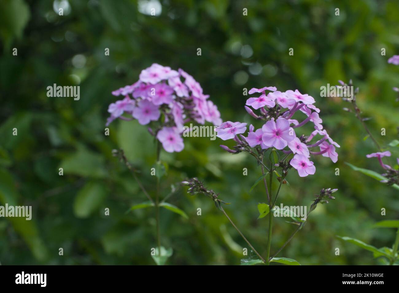 Paniculate phlox (garden phlox) in bloom, close up shot, local focus Stock Photo