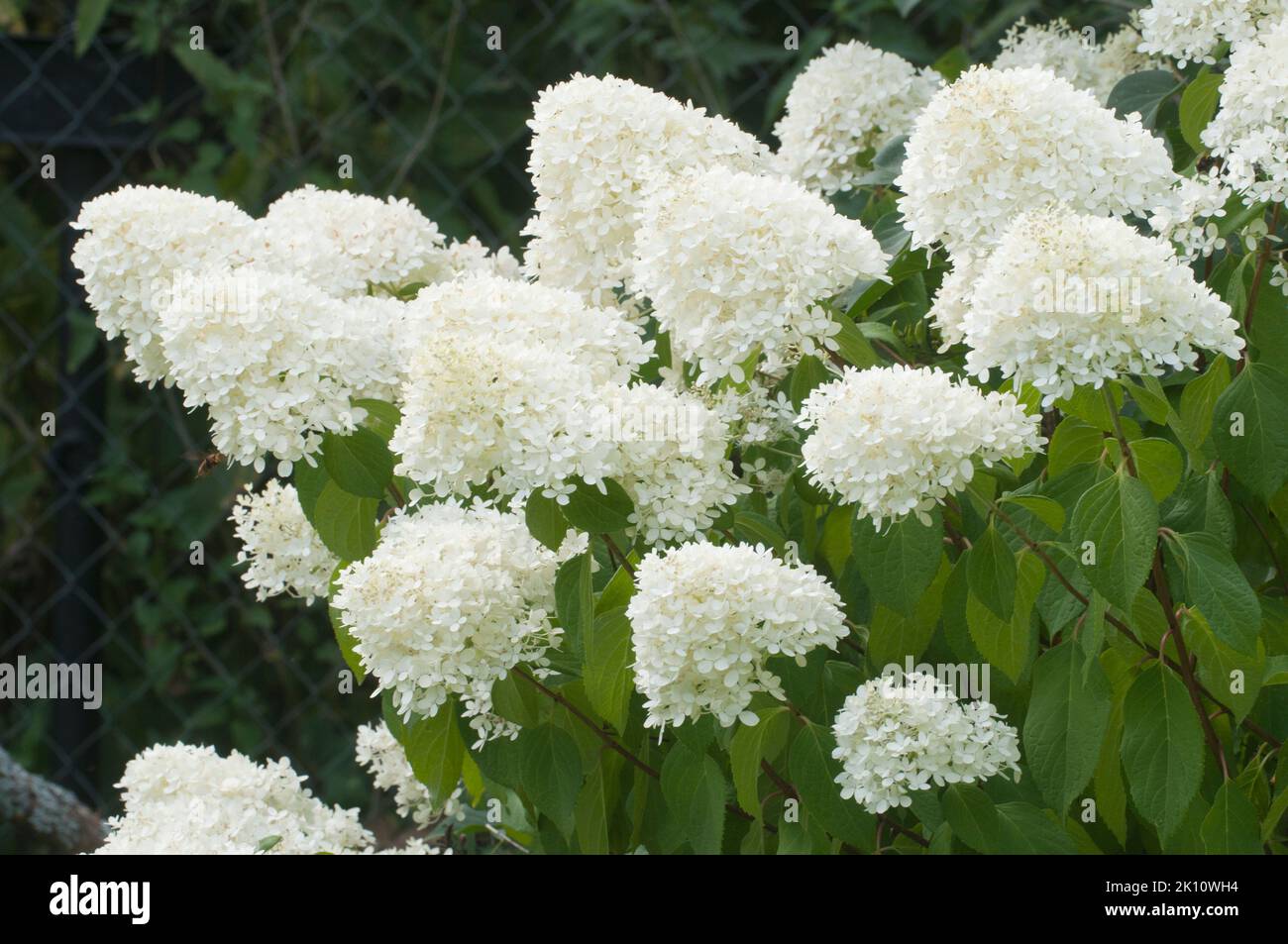 Hydrangea white flowers, close up photo with selective focus Stock ...