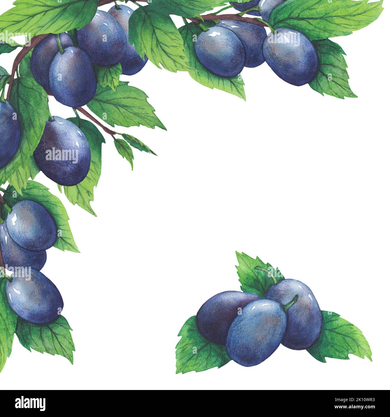 Hand drawn watercolor plum and leaves isolated on white background ...