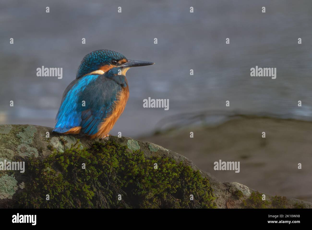 Kingfisher (Alcedo Atthis) sitting on rock by River Tay, Perth, Perthshire, Scotland. Stock Photo