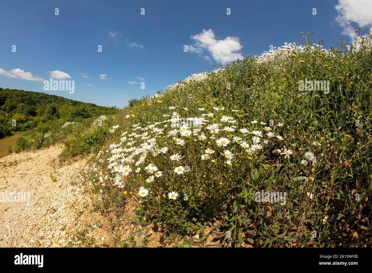 Sparkling Leucanthemum vulgare, ox-eye daisy, oxeye daisy, flowering tin the landscape Stock Photo