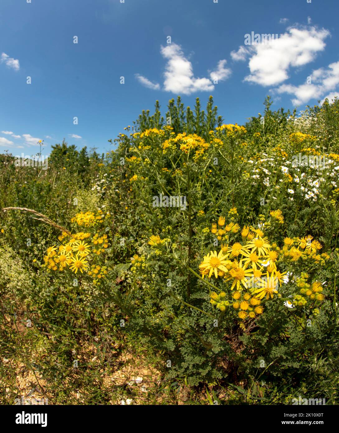 yellow-chalk-downs-flower-common-ragwort-jacobaea-vulgaris-close