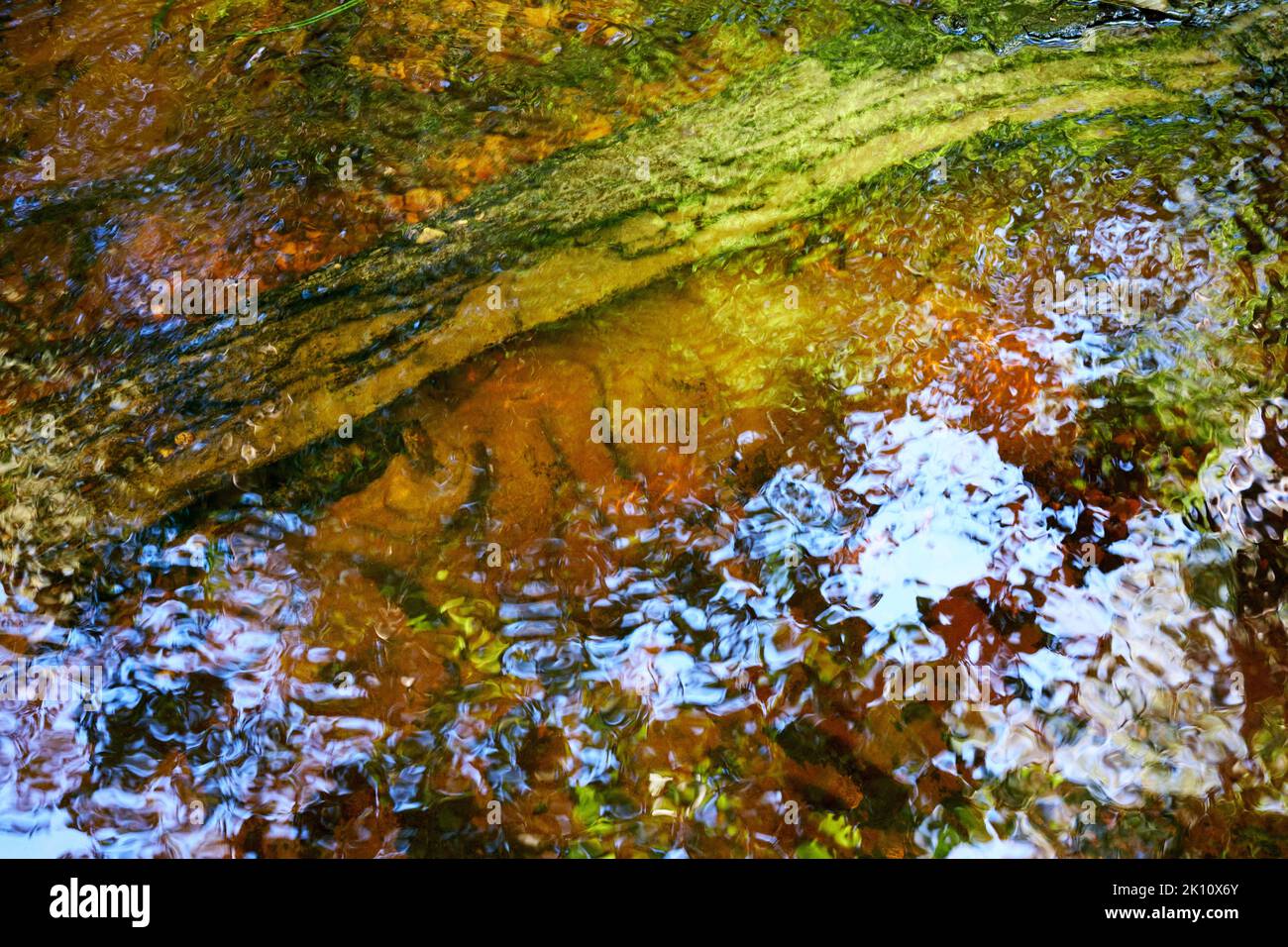 Reflections in water flow and dead wood in close-up, Kemeri National Park, Latvia Stock Photo